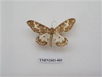 藏品(尺蛾115)的圖片